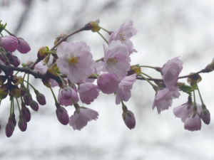Фото: Криворізький ботанічний сад