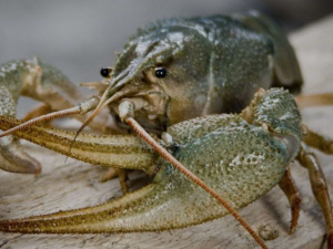 Фото із мережі Інтернет