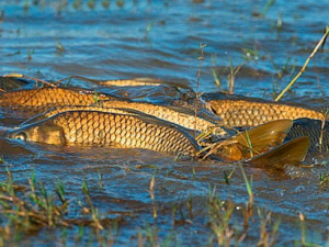 Фото із мережі Інтернет