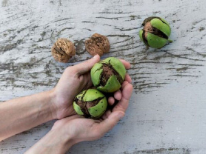 Домашні методи очищення рук після волоських горіхів - фото з відкритих джерел