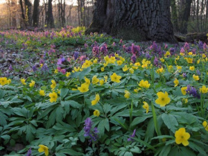 Фото із мережі Інтернет