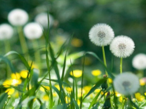 Фото із мережі Інтернет