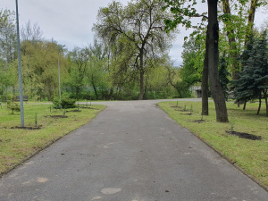 "Подих Барселони": криворіжці висадили молоді кипариси на алеї парку