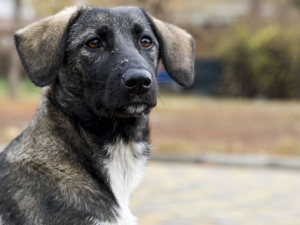 Фото редакції krivbass.city