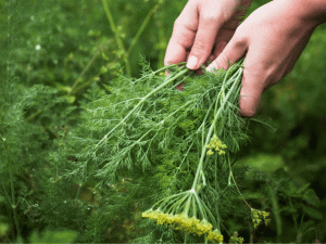 Кріп, що проростає з характером - фото з відкритих джерел