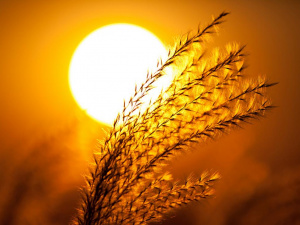 День літнього сонцестояння - фото ілюстративне з відкритих джерел     