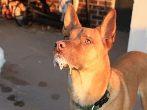 Фото із мережі Інтернет