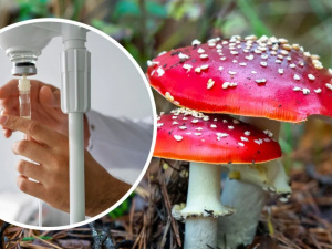 Фото з відкритих джерел