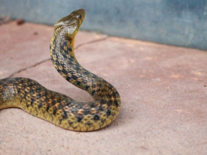 Фото із мережі Інтернет