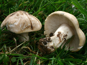 Гриб, що пахне весною - фото з відкритих джерел