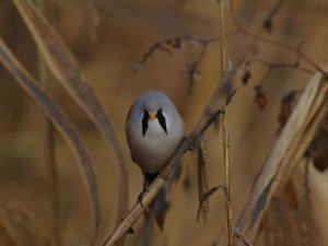 фото Ірини Карпець