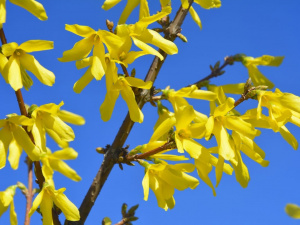 Цвітіння форзиції, фото Криворізького ботсаду