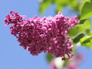 Бузок, що не в’яне - фото з відкритих джерел