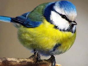 Фото із мережі Інтернет