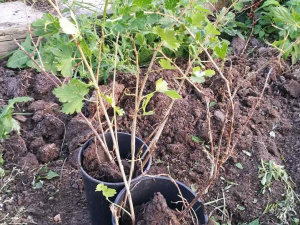 Як садити смородину - фото з відкритих джерел