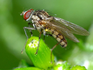 Як позбутися мух - фото з відкритих джерел