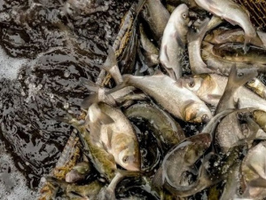 На Дніпропетровщині за два тижні нересту затримали майже 100 браконьєрів