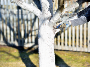 Осіння побілка дерев: навіщо, коли і як це робити правильно - фото з відкритих джерел