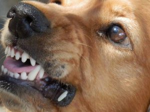 Фото із мережі Інтернет