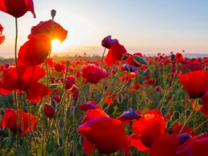 Фото із мережі Інтернет