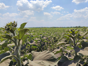 Фото редакції krivbass.city