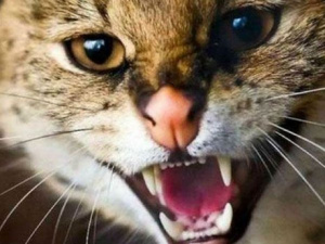 Кішка вкусила хазяйку, фото з відкритих джерел