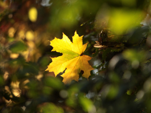 Фото з відкритих джерел