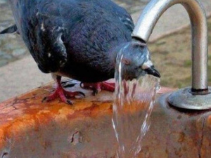 Фото із мережі інтернет