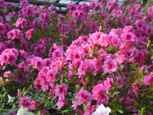 Фото: Криворізький ботанічний сад