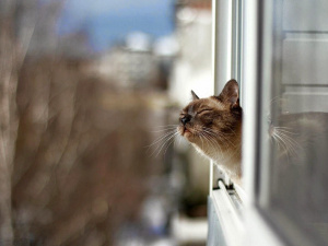 Аномально тепла зима, кіт у вікні - фото з відкритих джерел