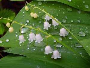 Погода в уїк-енд - фото ілюстративне з відкритих джерел