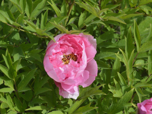 Криворіжців запрошують помилуватися півоніями та церцисами у ботанічному саду – фото