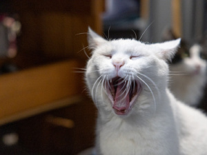 Фото пресслужби Дніпропетровської ОВА