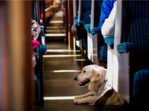 Фото з відкритих джерел