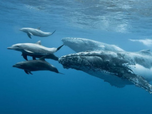 23 июля - Всемирный день китов и дельфинов