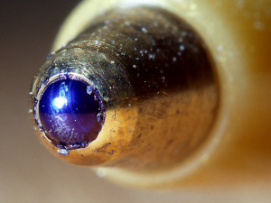 Звідки взялася кулькова ручка - фото stvf.org.ua