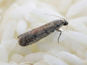 Як вигнати міль з дому - фото з відкритих джерел