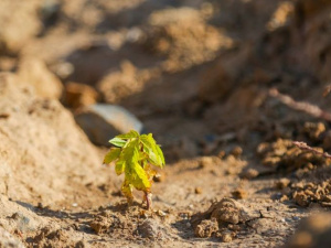 Екологи Інгулецького ГЗК висадили каштани на відвалі кар’єру