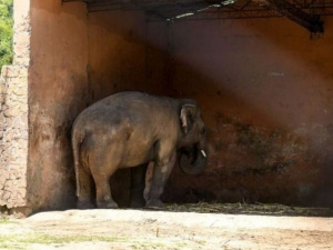 Фото з мережі інтернет 