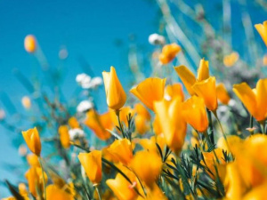 Фото із мережі Інтернет