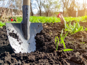 Чи обов’язково перекопувати город восени - фото з відкритих джерел