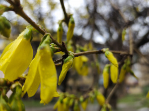 Фото редакції krivbass.city 