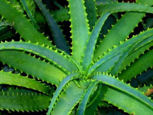 Природний секрет молодості - фото з відкритих джерел