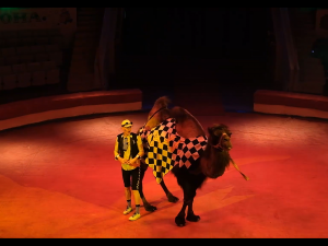 Сучасні романтичні стосунки на арені цирку: у Кривому Розі презентували нову програму