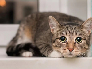 Кіт удома сам: скільки часу це безпечно - фото з відкритих джерел