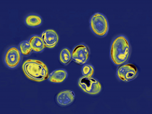 Фото з відкритих джерел