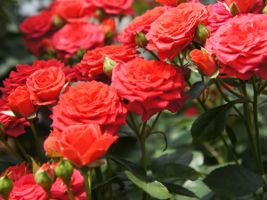 Як правильно пересаджувати троянди у відкритий грунт: поради садівникам