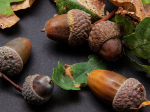 Жолуді в саду: корисні ідеї замість проблем і сміття - фото з відкритих джерел