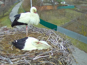 Таємниці подружніх зв'язків - фото з відкритих джерел