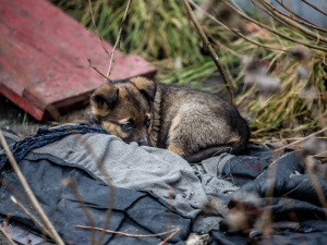 Фото: Дніпропетровська ОВА
